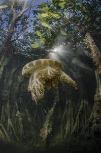 UFO in mangroves by Dmitry Starostenkov 